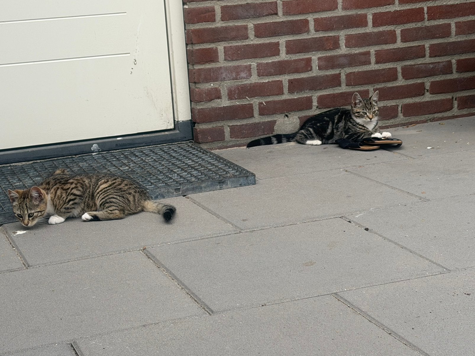 Tweeling kittens heel lief., Kater, 0 tot 2 jaar