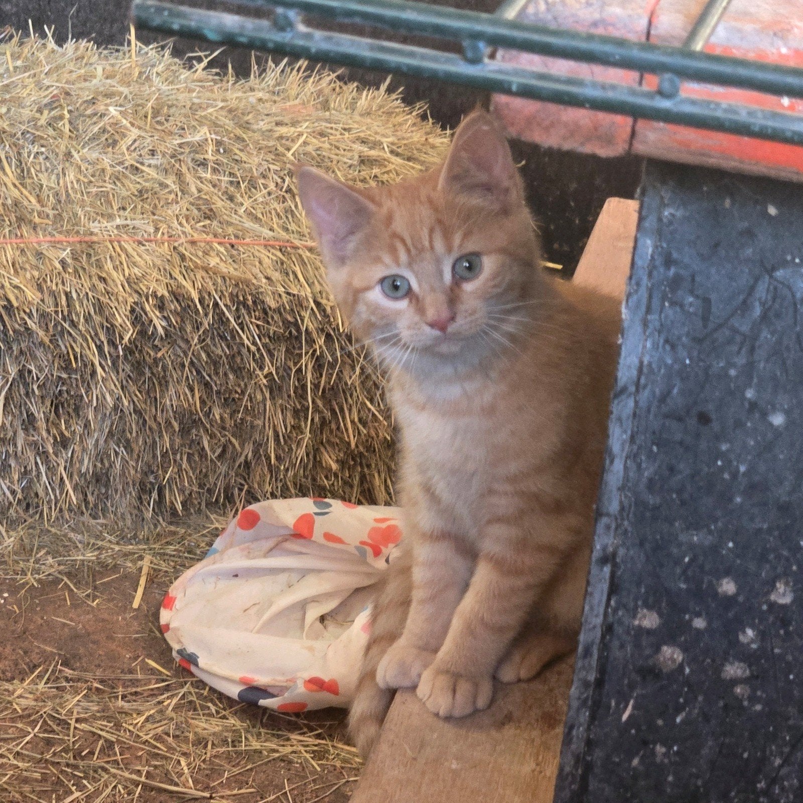 3x Supermooie Rode Kater, Kitten,, Dieren en Toebehoren, Kater, Kortharig, 0 tot 2 jaar