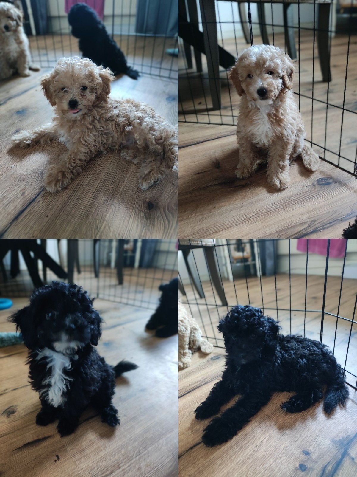 toy-poedel, Dieren en Toebehoren, Honden | Niet-rashonden, 8 tot 15 weken, Parvo, Meerdere, Meerdere dieren