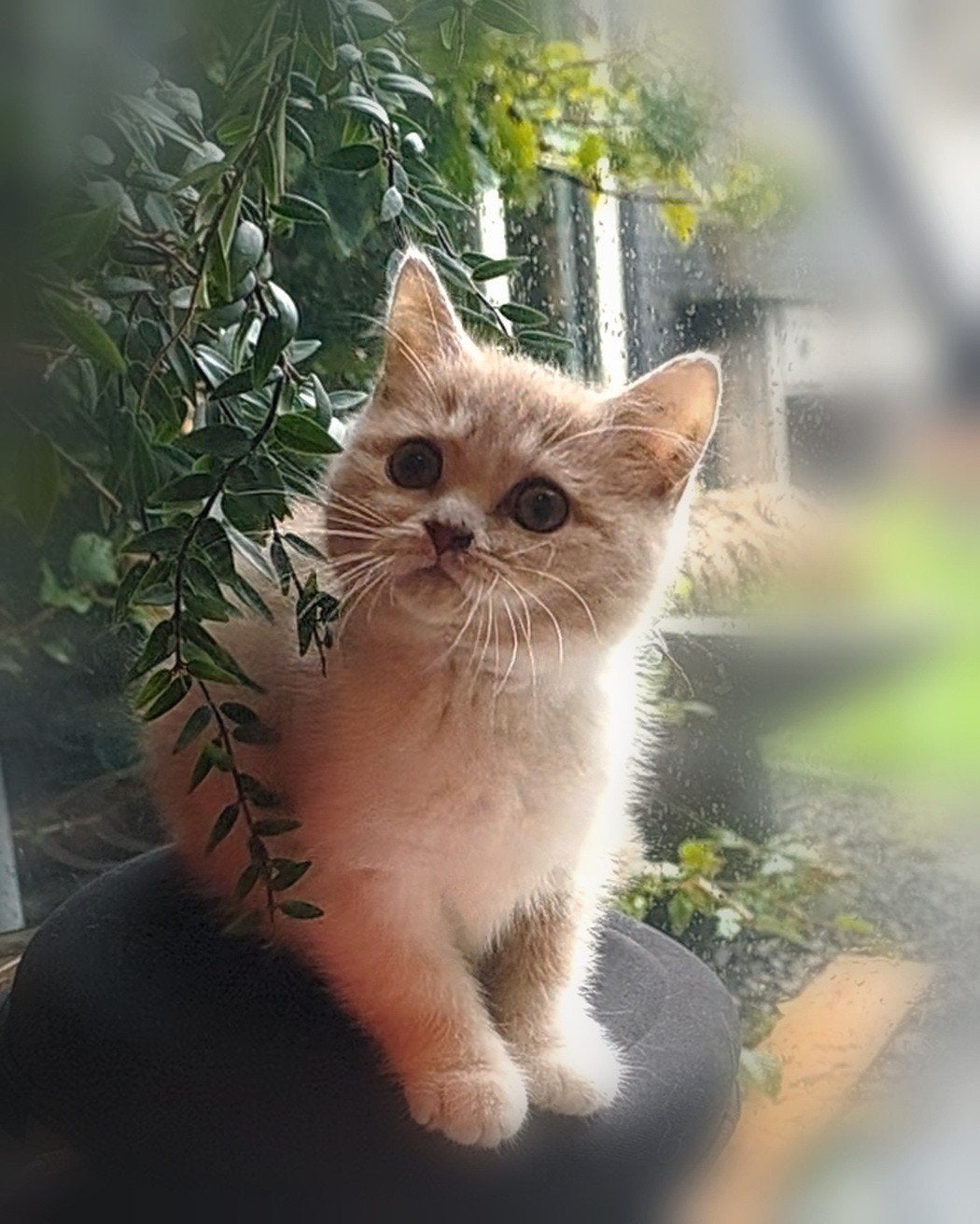️ 💙 Britse Korthaar Creme Bicolor katertje met Stamboom💙 ️, Dieren en Toebehoren, Meerdere dieren, Met stamboom, 0 tot 2 jaar