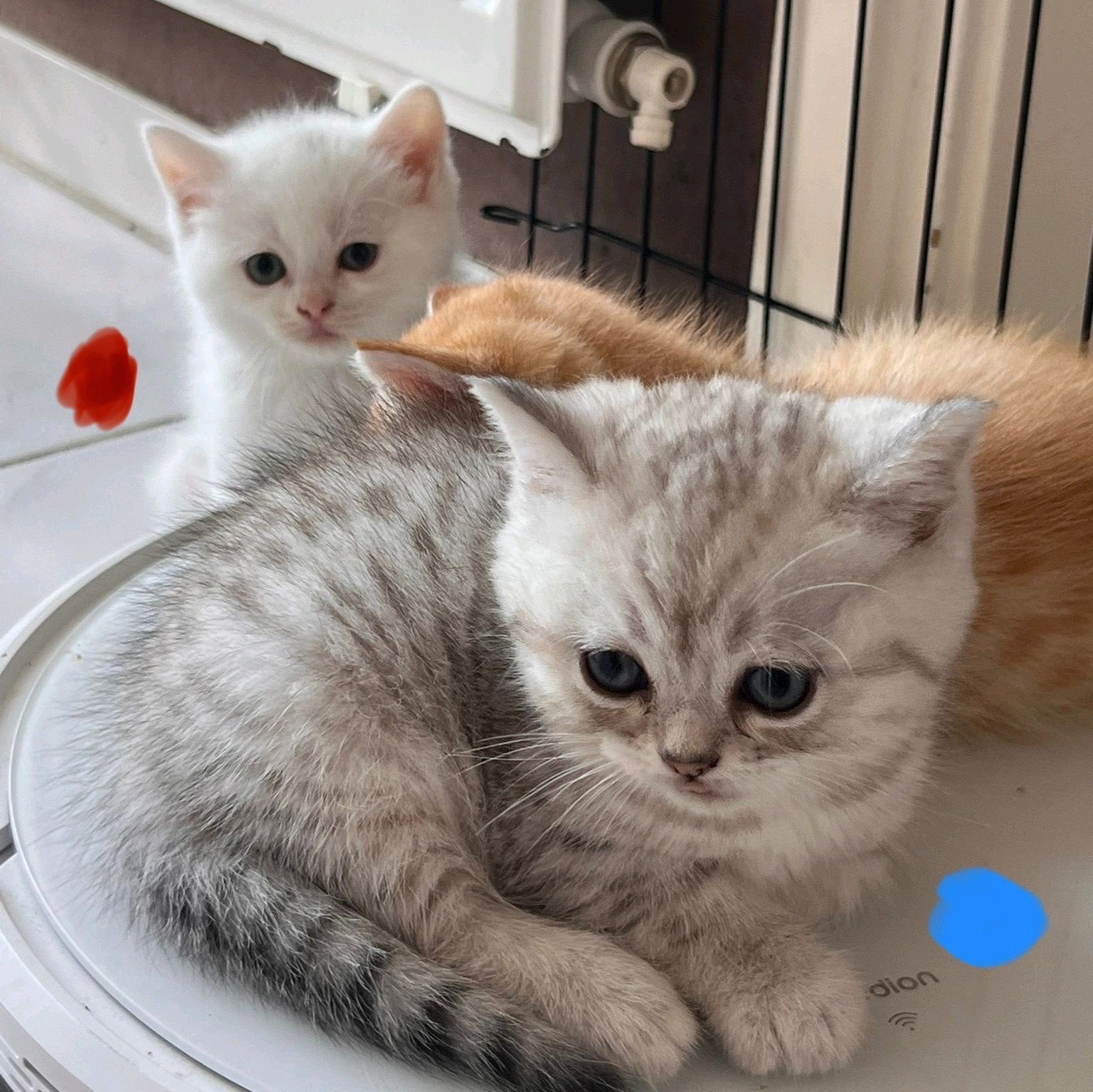 Britse korthaar kittens, Meerdere dieren, Ontwormd