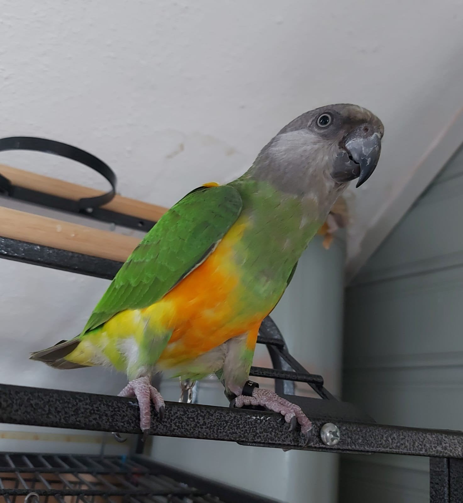 Bonte boertje/Senegalpapegaai met kooi, Geslacht onbekend, Papegaai, Tam