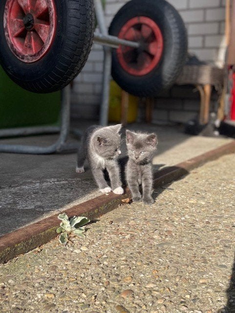 Boerderij kittens, Meerdere dieren, 0 tot 2 jaar