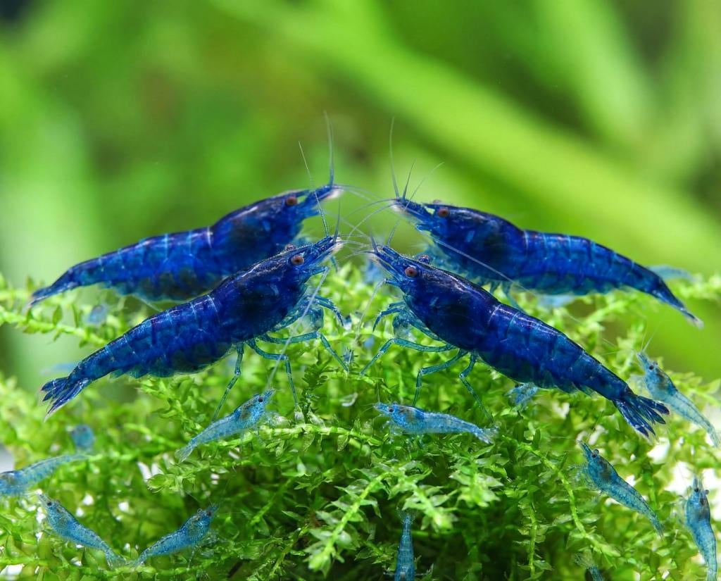 Blue Sapphire blauwe garnalen high grade!!!, Dieren en Toebehoren, Vissen | Aquariumvissen, Kreeft, Krab of Garnaal, Zoetwatervis