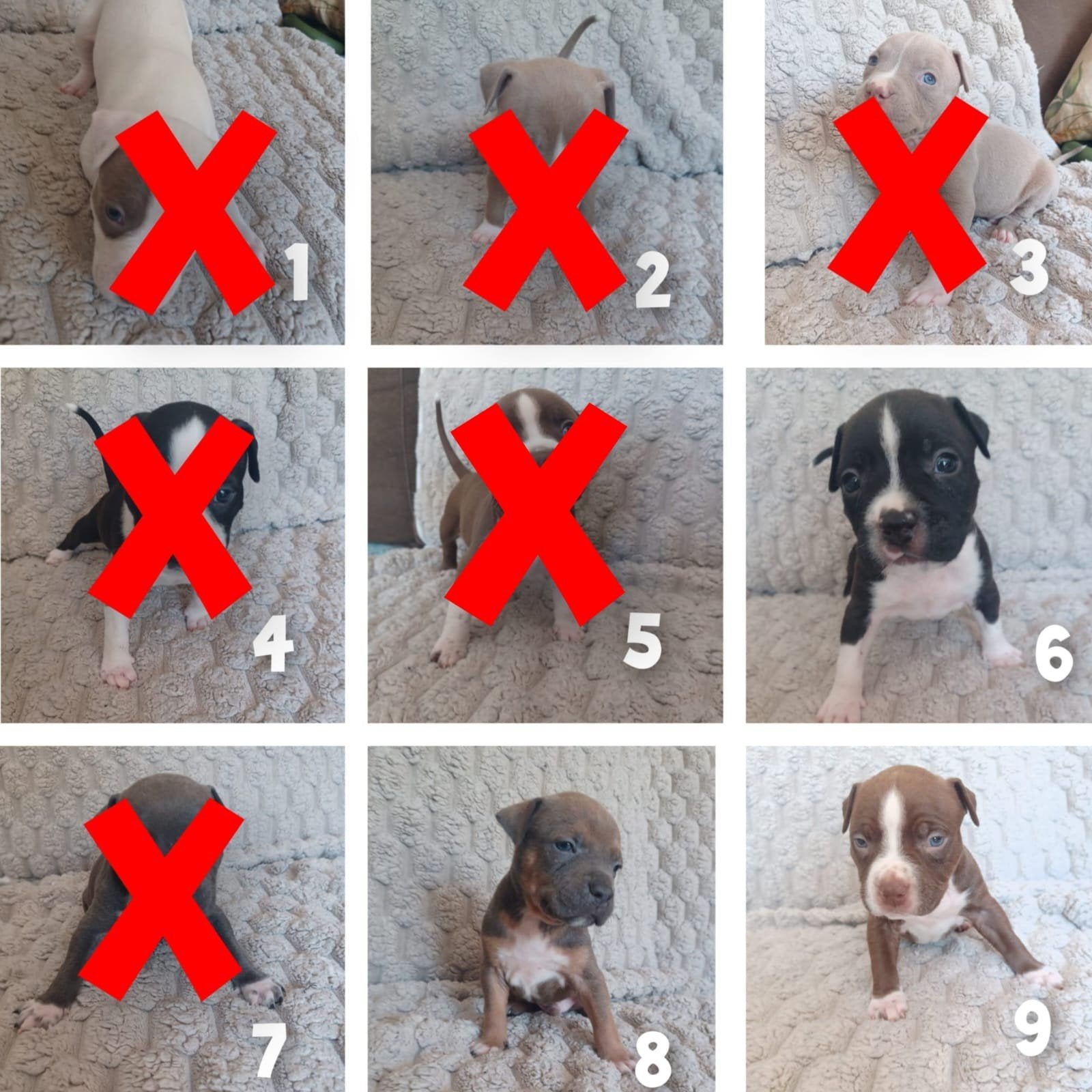 american bully pups  mogen 18 september laaste 3 nog over !, 8 tot 15 weken, Meerdere, Meerdere dieren, CDV (hondenziekte)