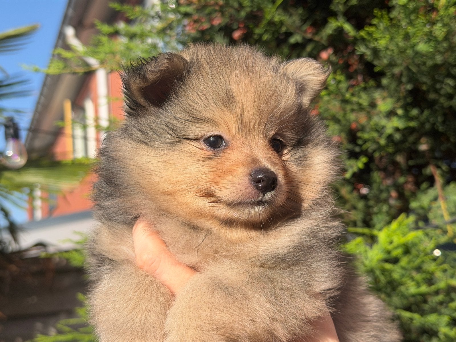 Pomeriaan pup merle, sable, black and tan 30 cm, Keeshond, 8 tot 15 weken, Parvo, Meerdere