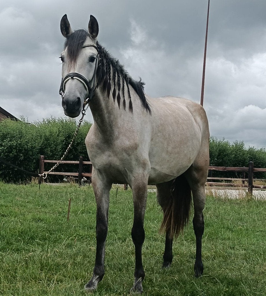 # ZEER LEUKE en hele brave PRE merrie ##, Dieren en Toebehoren, Pony's, Met stamboom, 3 tot 6 jaar, Recreatiepony, Merrie