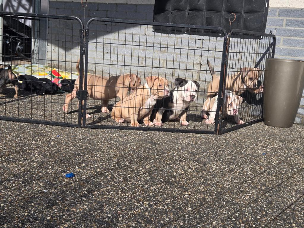 American pocket bully pups. Laatste 4 zoeken een goude mand❤, Dieren en Toebehoren, Parvo, Overige rassen, 8 tot 15 weken, Meerdere