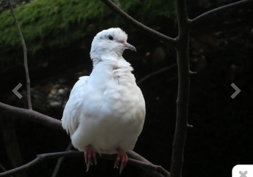 Wit lachduifje, Dieren en Toebehoren, Vogels | Duiven, Geslacht onbekend, Tortelduif