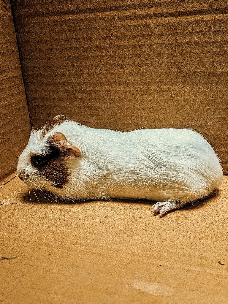 3 mooie jonge cavia's, Dieren en Toebehoren, Knaagdieren, Cavia, Juli, Meerdere dieren, Tam