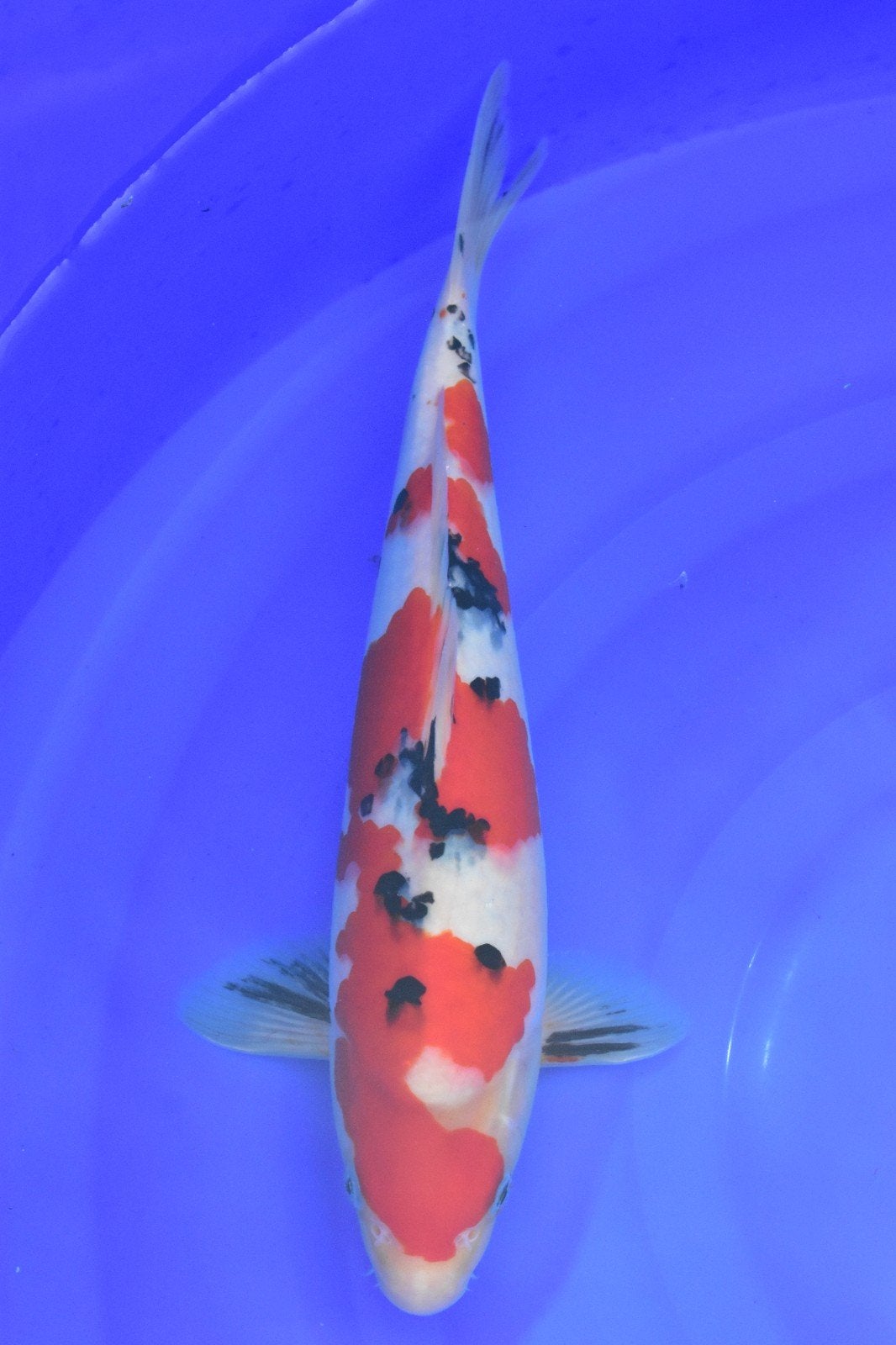 Hq sanke van de top kweker Sakai prijs winnaar hks, Karper of Koi