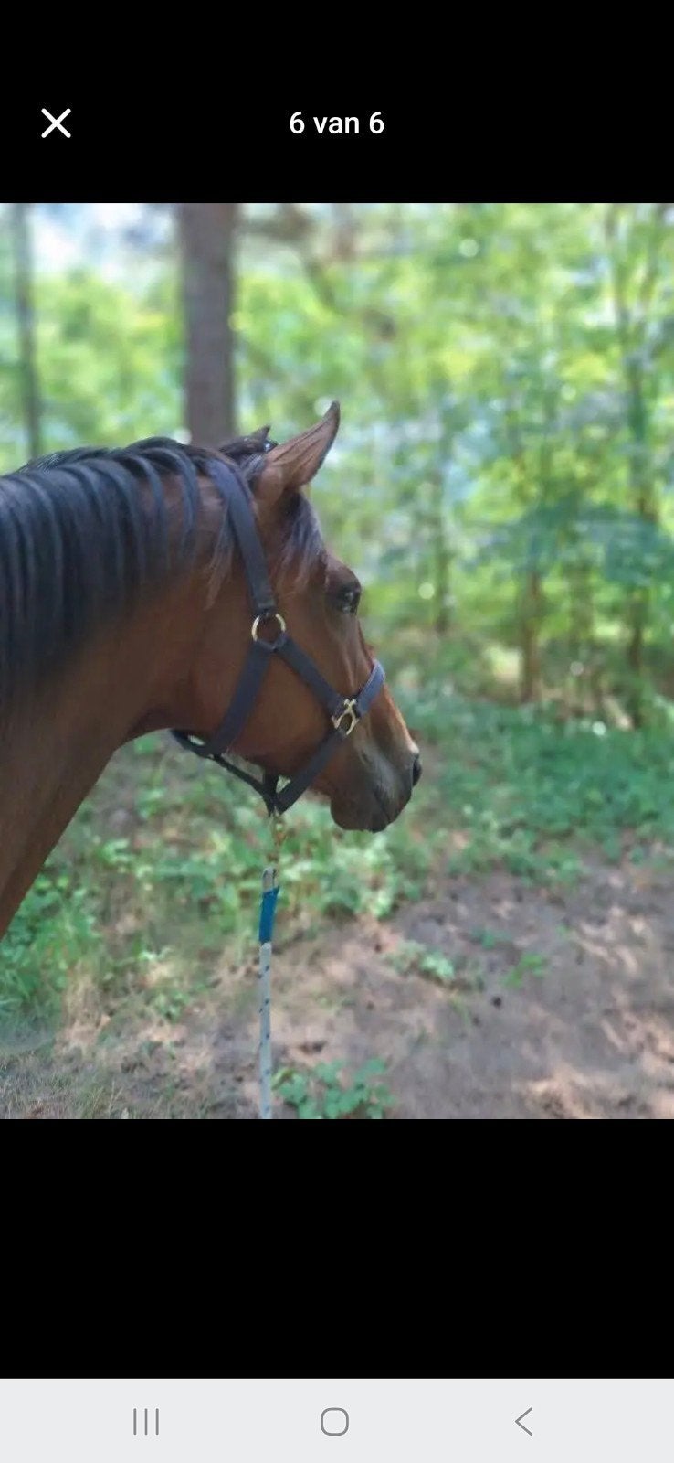 Mooie 5 jarige merrie, Dieren en Toebehoren, Paarden, Merrie, 165 tot 170 cm, Recreatiepaard, 3 tot 6 jaar