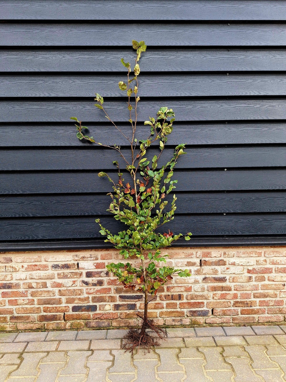 Fagus sylvatica groene Beukenhaag🍀, Ophalen, Bloeit niet, Halfschaduw, Overige soorten
