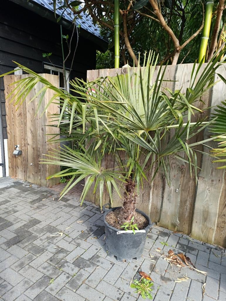 Trachycarpus fortunei winterharde palmboom, Tuin en Terras, Planten | Bomen, 100 tot 250 cm, Zomer, Palmboom, Ophalen