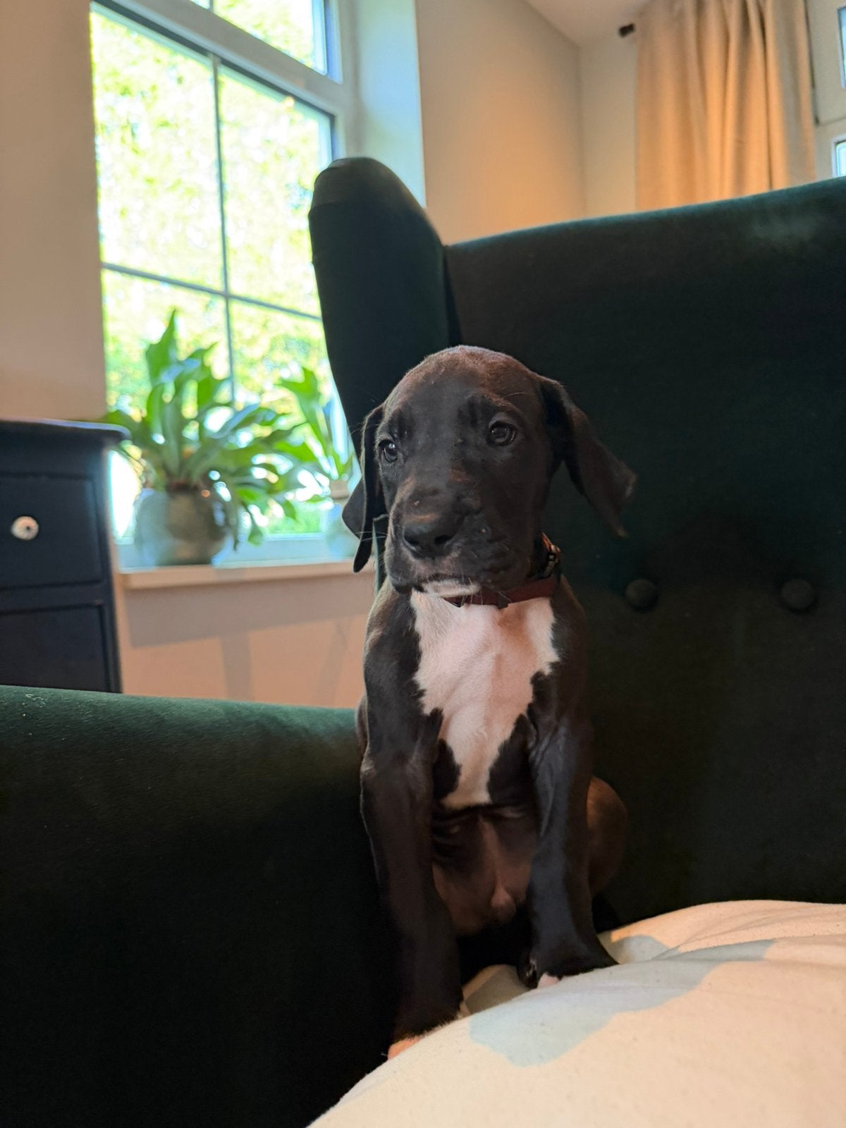 Duitse dog pups met stamboom nog 4 beschikbaar, Overige rassen, 8 tot 15 weken, Parvo, Meerdere