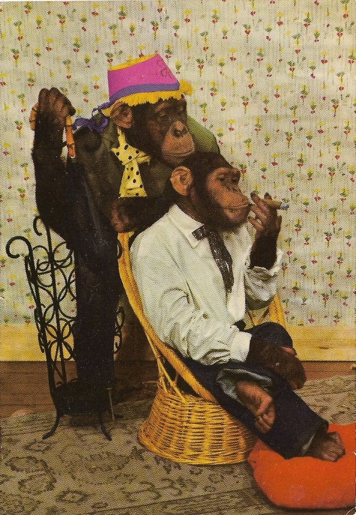 Ansichtkaart  	Chimpansees, Verzamelen, Verzenden, 1960 tot 1980, Gelopen, Overige soorten