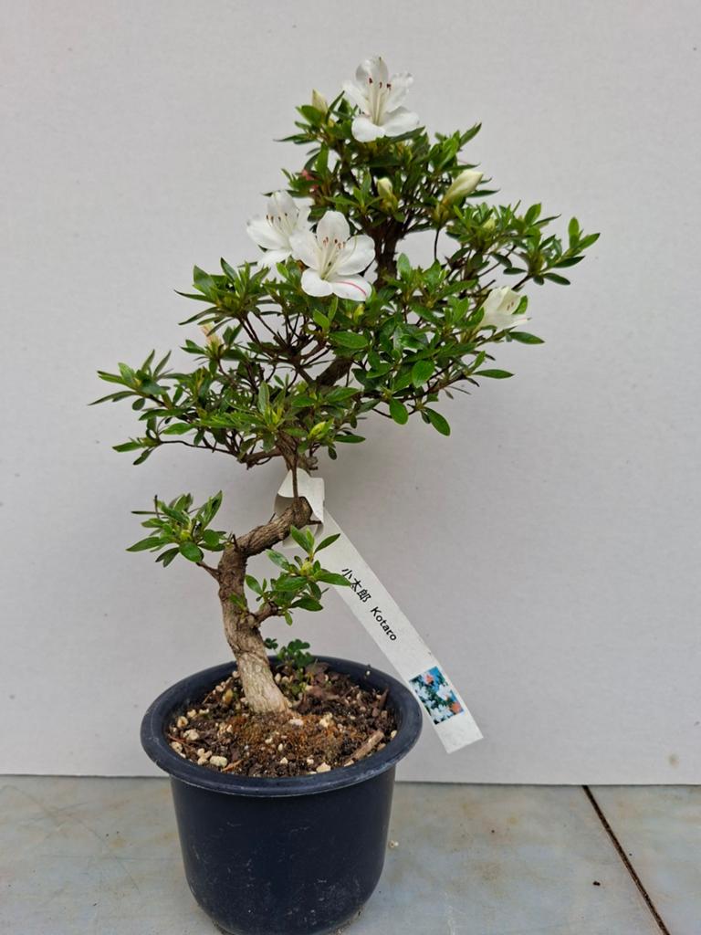 Bonsai satsuki, Ophalen of Verzenden, Overige soorten, Volle zon