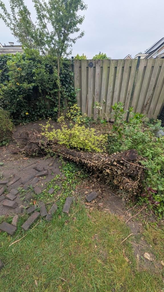 Boomstam, Tuin en Terras, Ophalen of Verzenden, Bloeit niet, Overige soorten, Halfschaduw
