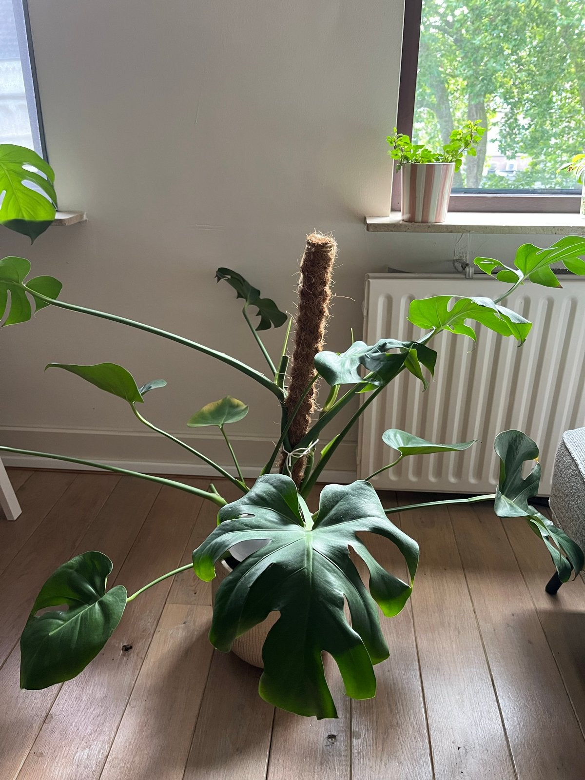 Grote Monstera Deliciosa met mosstok, Huis en Inrichting, Kamerplanten, Ophalen, 100 tot 150 cm, Overige soorten, Halfschaduw