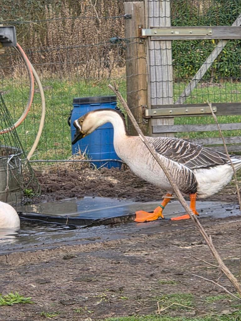 Chinese knobbelgans, Dieren en Toebehoren, Pluimvee, Meerdere dieren, Overige soorten