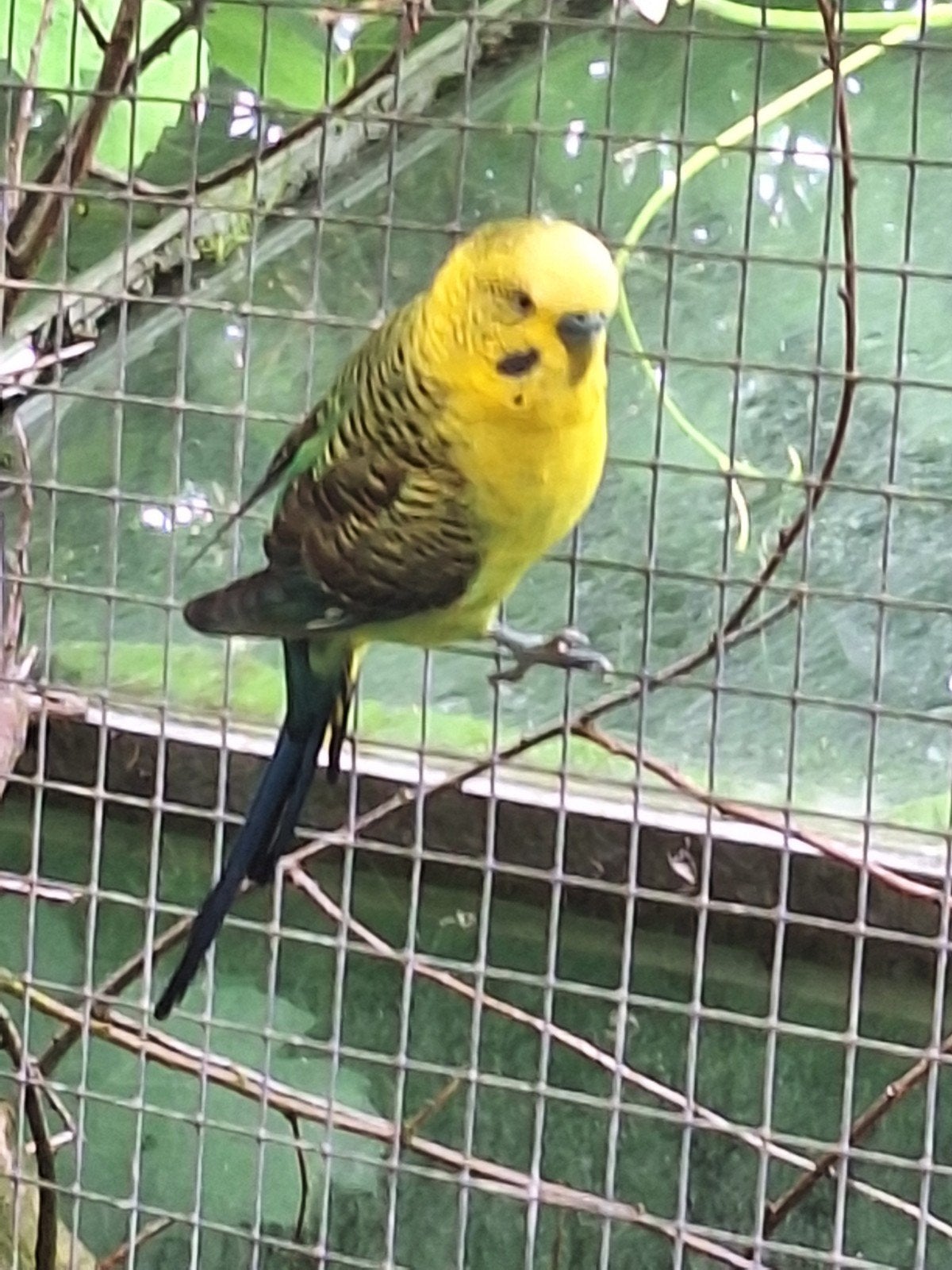1 koppel grasparkieten, Dieren en Toebehoren, Vogels | Kanaries, Meerdere dieren, Kleurkanarie