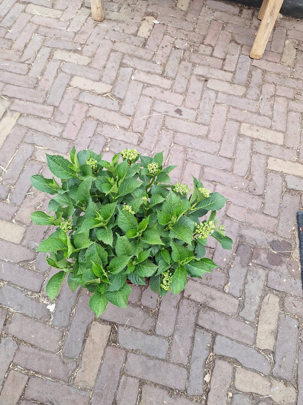 Hortensia, Ophalen of Verzenden, Hortensia, Minder dan 100 cm