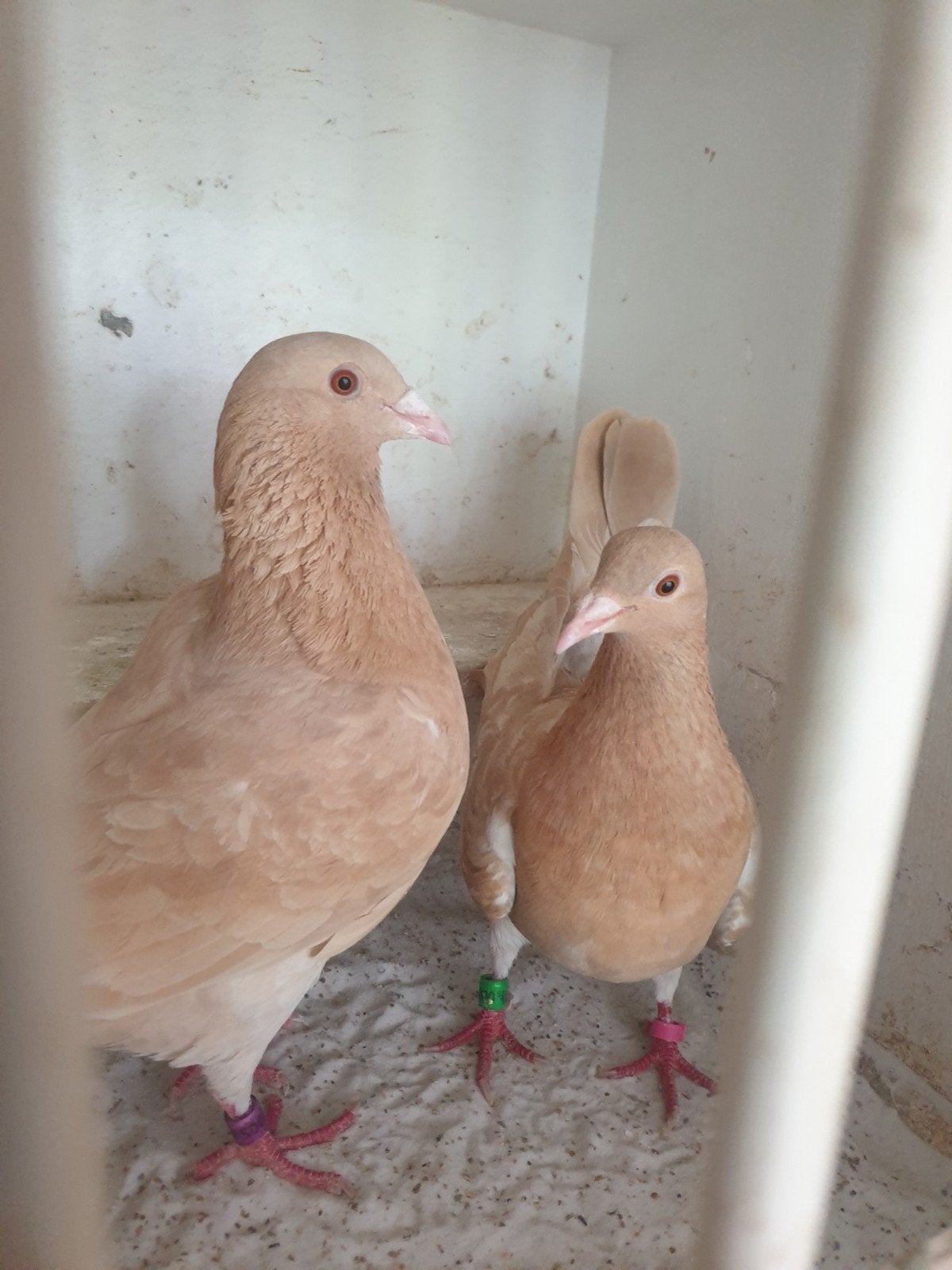 Postduiven Tekoop, Dieren en Toebehoren, Meerdere dieren, Postduif