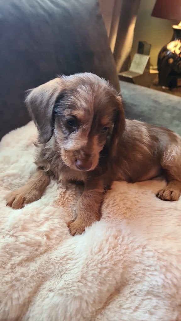 Lieve Teckel pups te koop, Parvo, 8 tot 15 weken, Dwerg, Meerdere