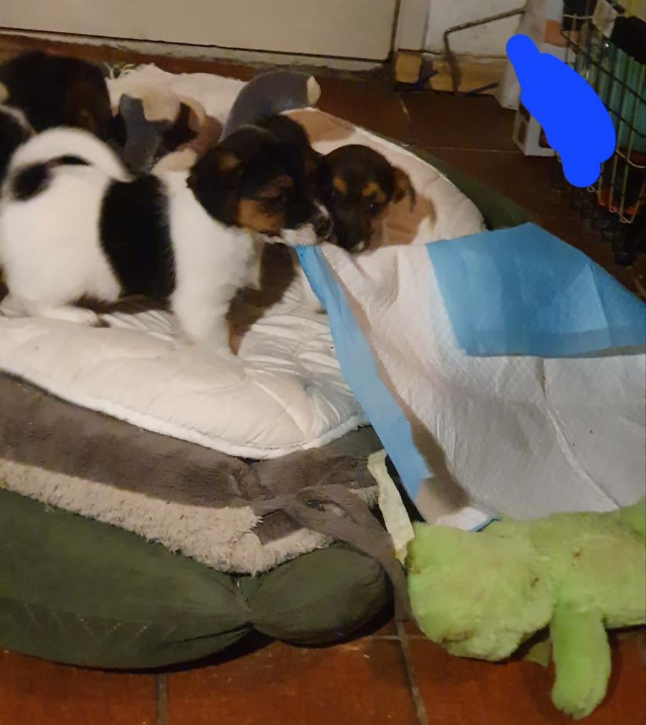 Speelse gezonde raszuiver JACK RUSSELL PUPS kortbenig gladh., Parvo, Jack Russell Terriër, 8 tot 15 weken, Meerdere