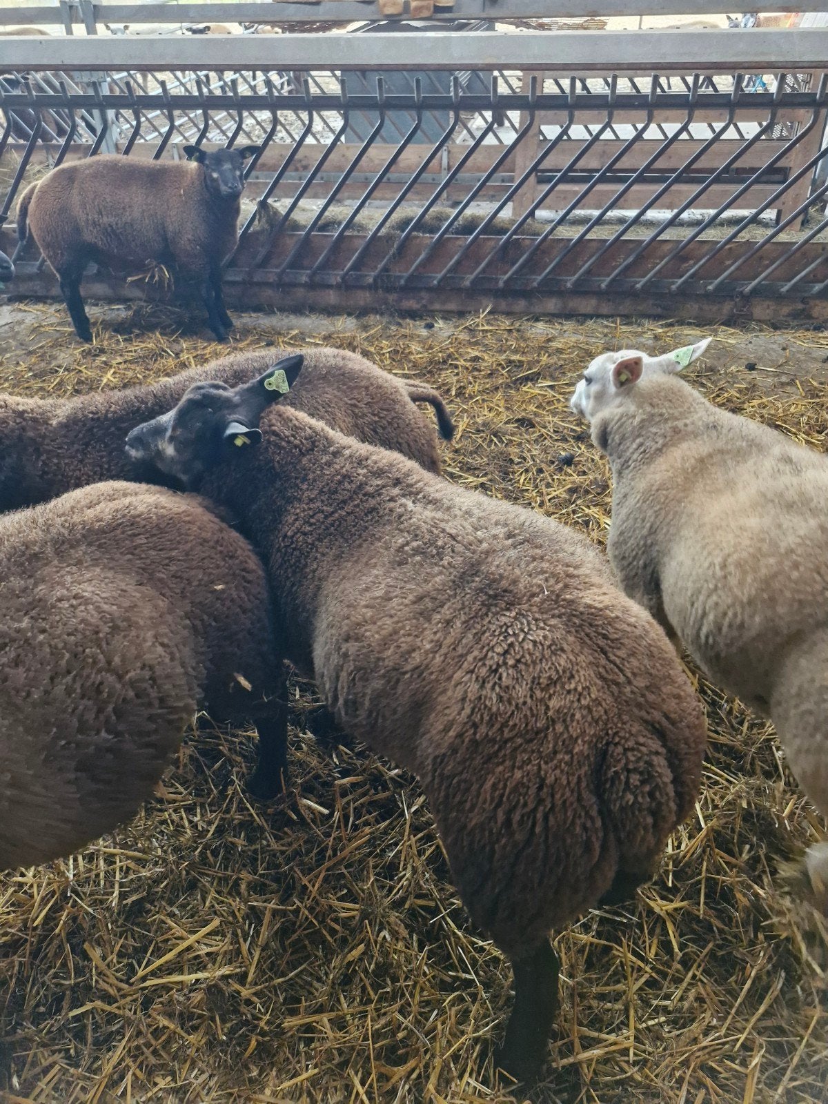 blauwe texelaar dek rammen, Dieren en Toebehoren, Schapen, Geiten en Varkens, Mannelijk, Schaap, 0 tot 2 jaar