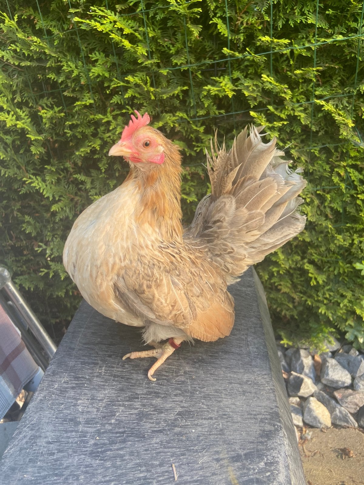 Serama hen, Dieren en Toebehoren, Vrouwelijk, Kip