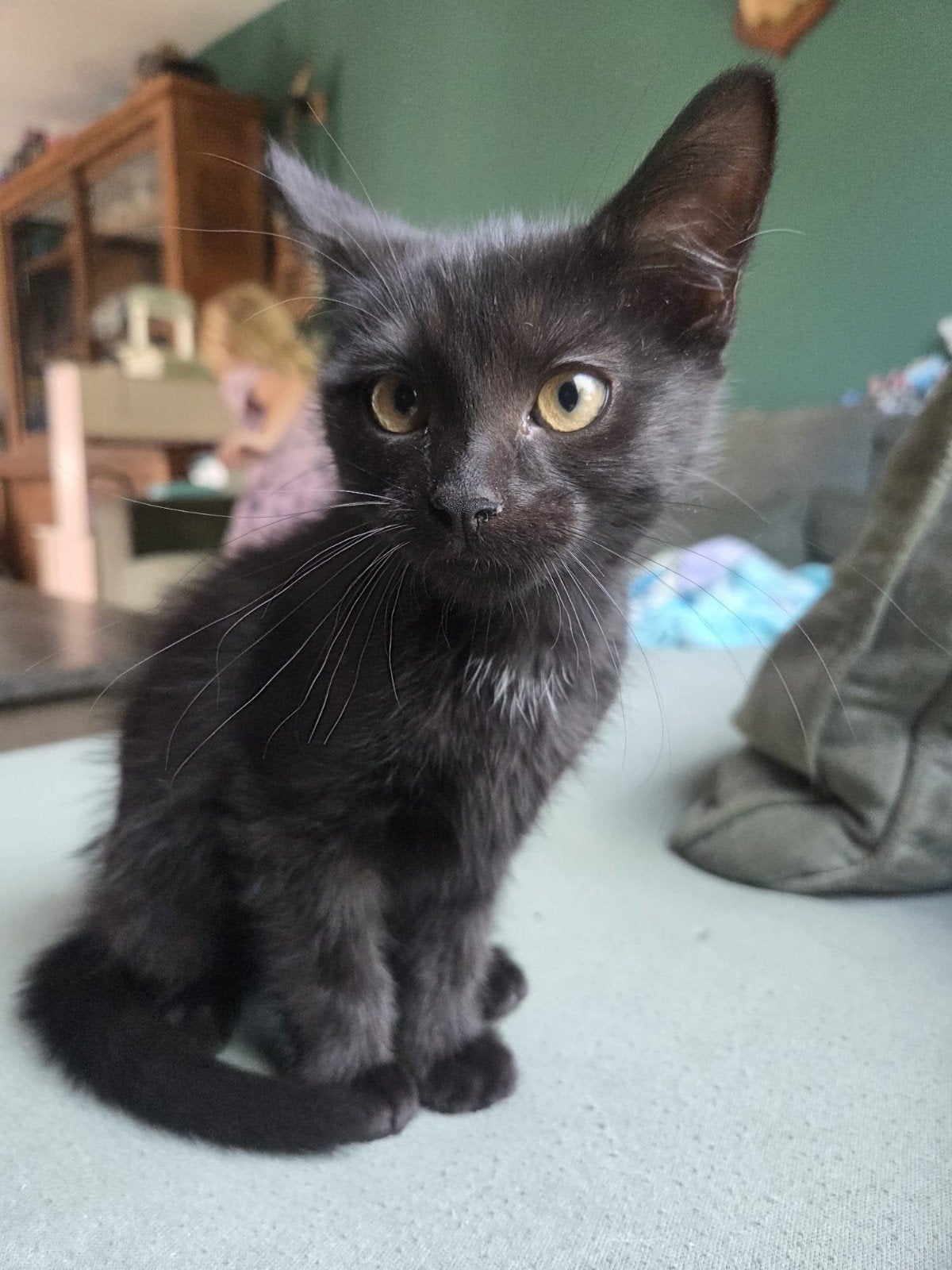 leuke zwarte sociale kittens, Dieren en Toebehoren, Meerdere dieren
