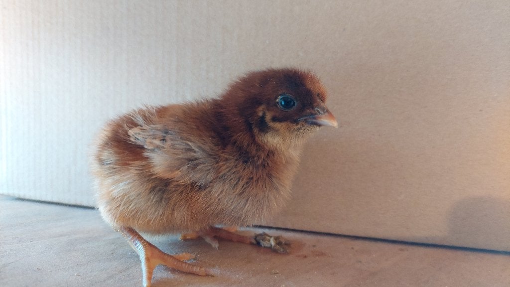 Wyandotte krielkuikens roodpatrijs meervoudig gezoomd, Dieren en Toebehoren, Pluimvee, Geslacht onbekend, Kip