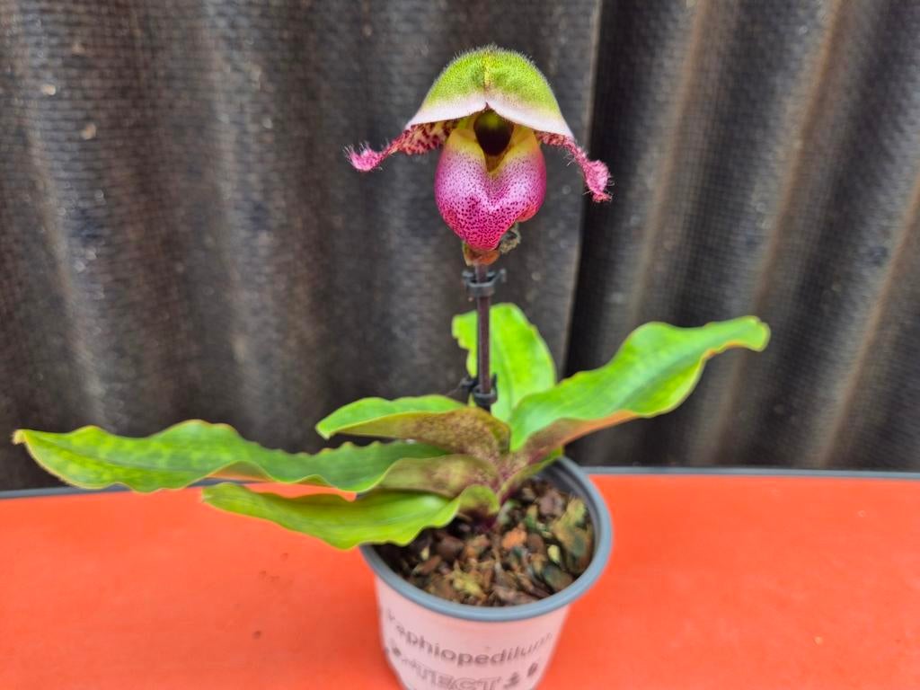 Orchidee Paphiopedilum p9 (F)