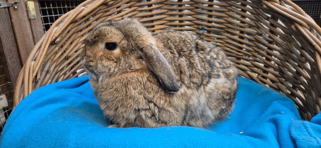 Gecastreerde ram TOMMY uit de opvang zoekt een tehuis!, Dieren en Toebehoren, Konijnen, Mannelijk, Dwerg