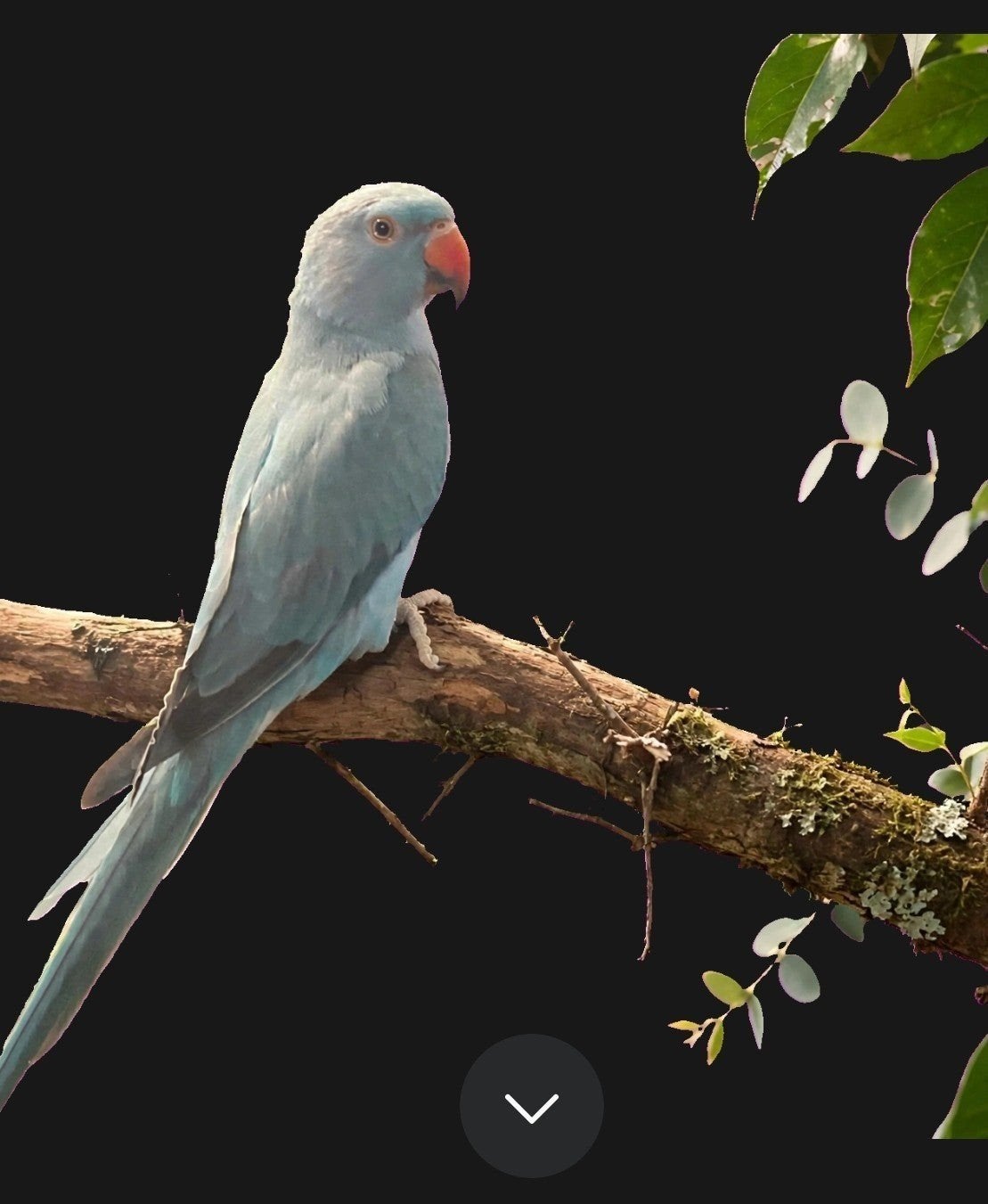 gezocht tamme vogel tot 100€ moet beslist tam zijn!, Dieren en Toebehoren, Vogels | Overige Vogels, Geslacht onbekend, Tam