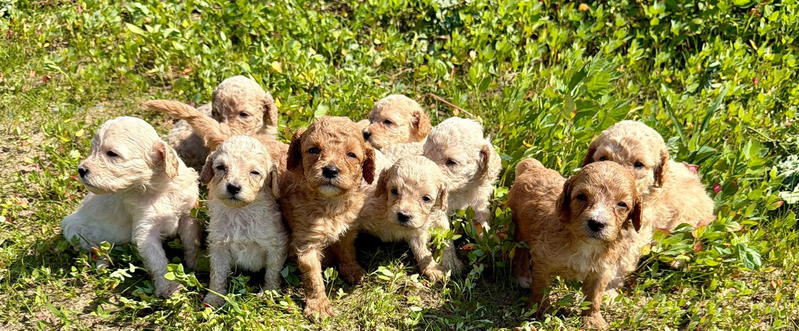 Dwergpoedel pups te koop, Poedel, 8 tot 15 weken, Parvo, Meerdere