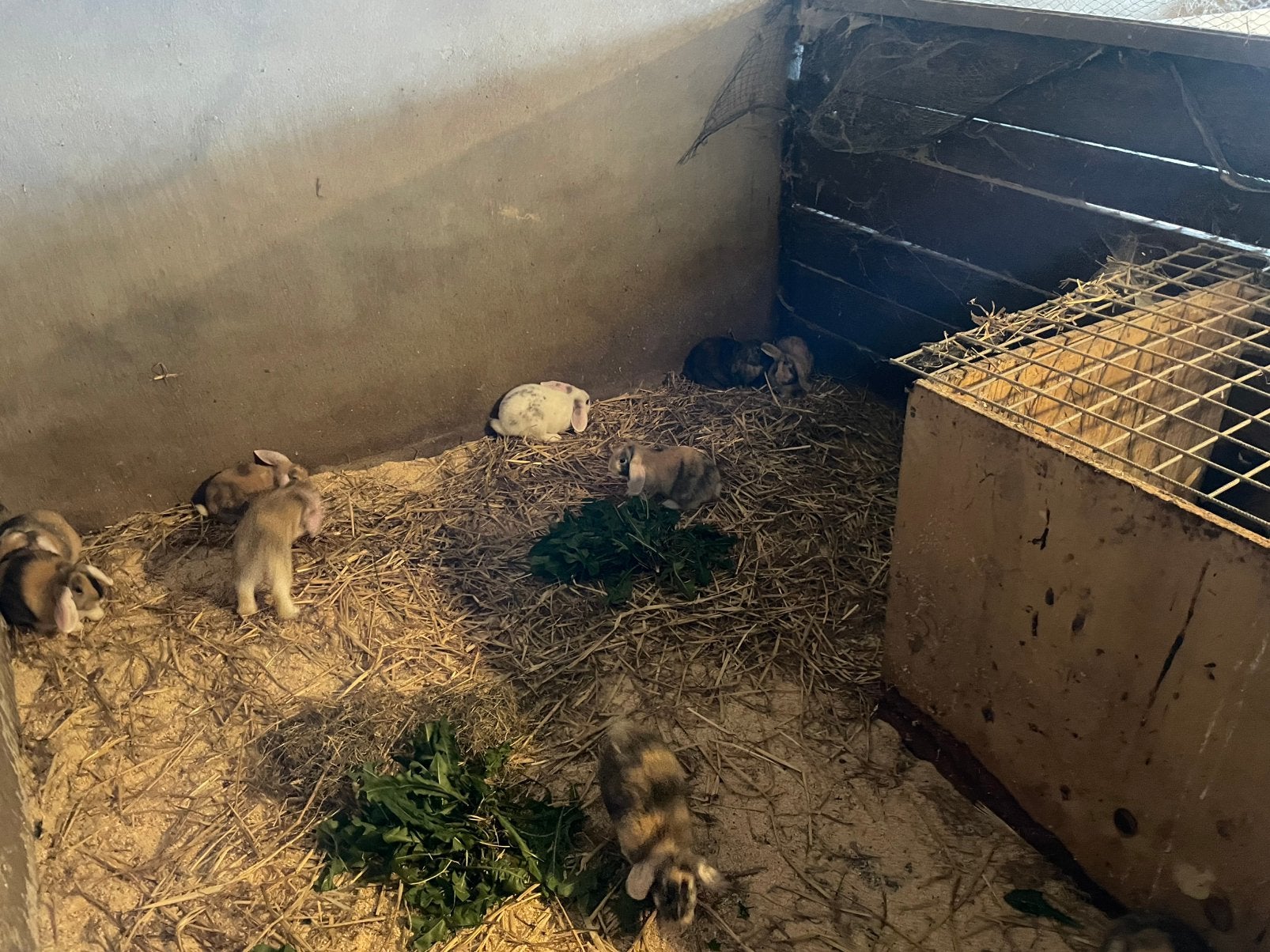 Jonge konijnen, mannetjes, vrouwtjes, hangoor, Meerdere dieren