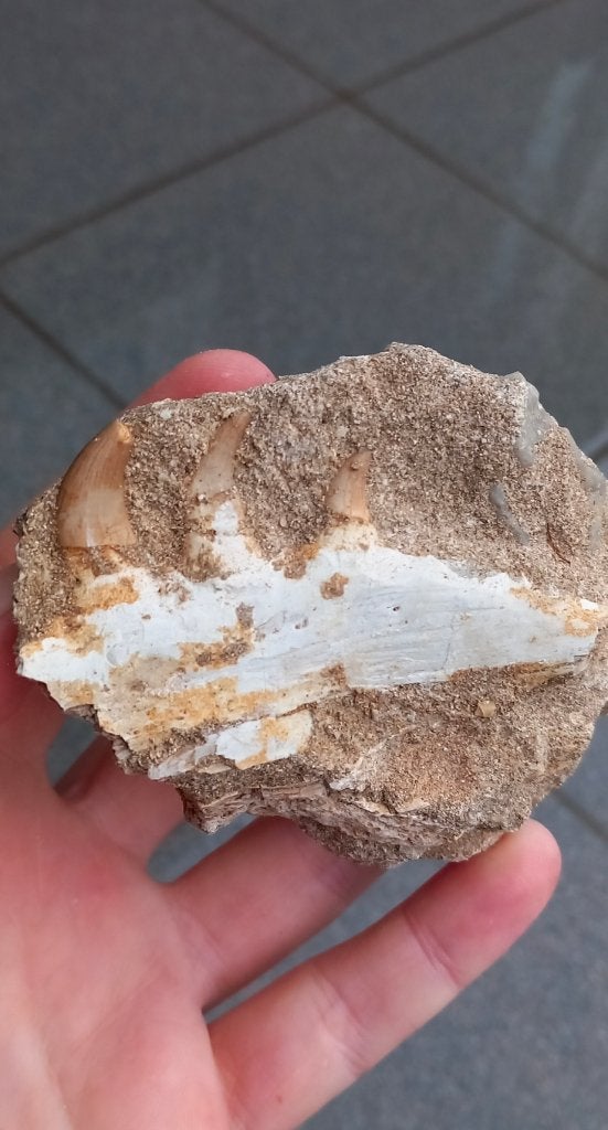 Mosasaurus kaakje uit Marokko dinosaurus fossielen Jurassic, Ophalen of Verzenden, Fossiel