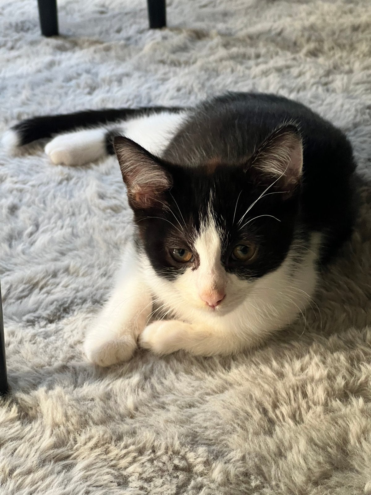 2 mooi meisje 18 jüli geboren mag vanaf vandaag ophalen, Dieren en Toebehoren