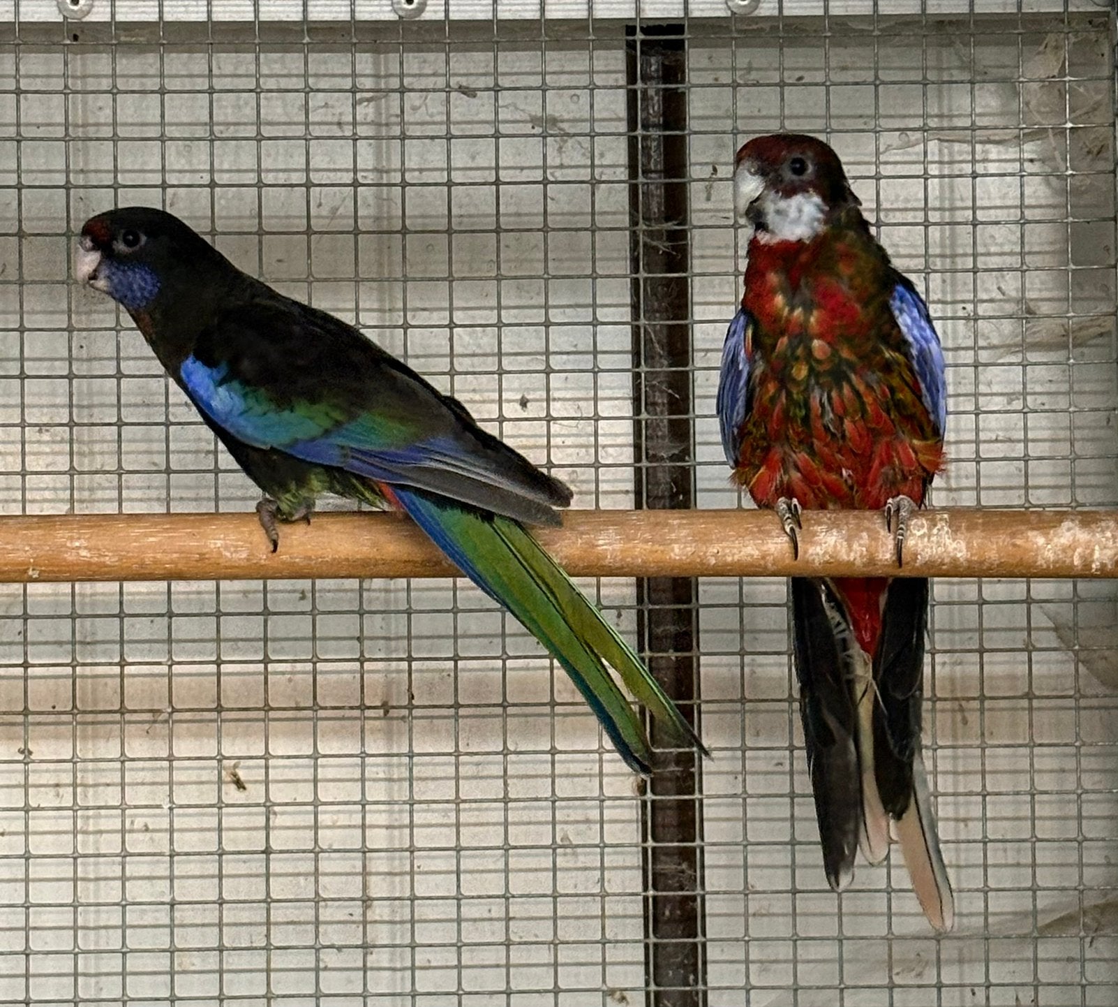 Te kopp koppel zwarte rosella’s, Dieren en Toebehoren, Vogels | Parkieten en Papegaaien, Meerdere dieren, Parkiet, Geringd