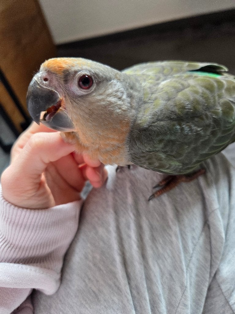 Super schattige roodbuik papegaai mannetje Baby, Dieren en Toebehoren, Vogels | Parkieten en Papegaaien, Mannelijk, Papegaai, Pratend