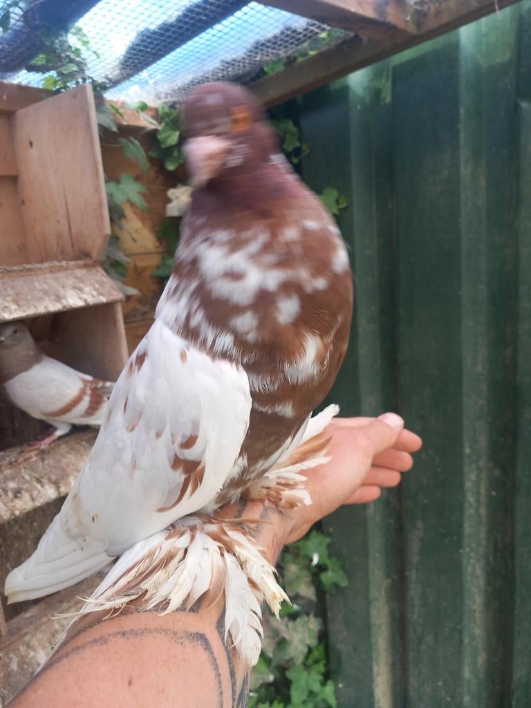 Hollandse kropper lokduif tilduif sierduif, Dieren en Toebehoren, Meerdere dieren, Kropper