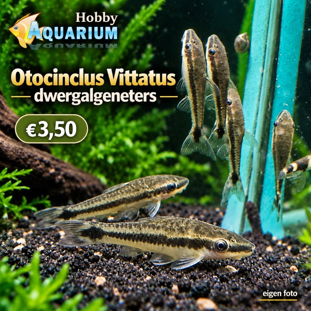 Hobbyaquarium Ottocinclus Vittatus / dwergalgeneters, Vis, Zoetwatervis, Schoolvis