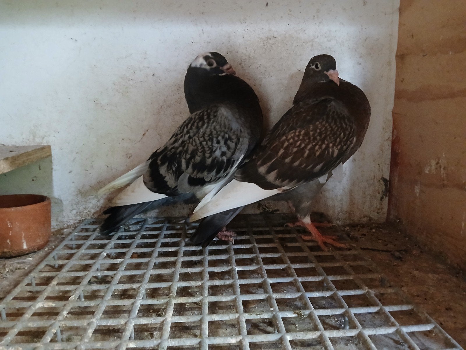 tilduiven, piepers, kroppers, Dieren en Toebehoren, Vogels | Duiven, Geslacht onbekend