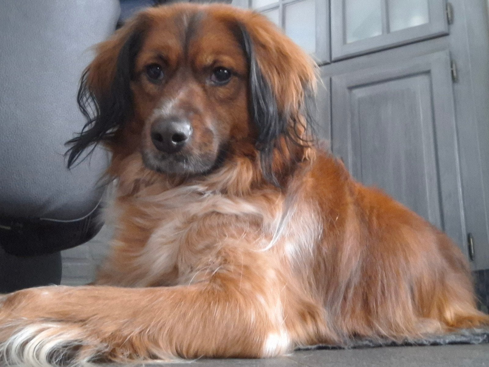 Herplaatsing. Goed nieuw thuis gezocht voor onze lieve Boef., Reu, Parvo, Eén hond, 3 tot 5 jaar