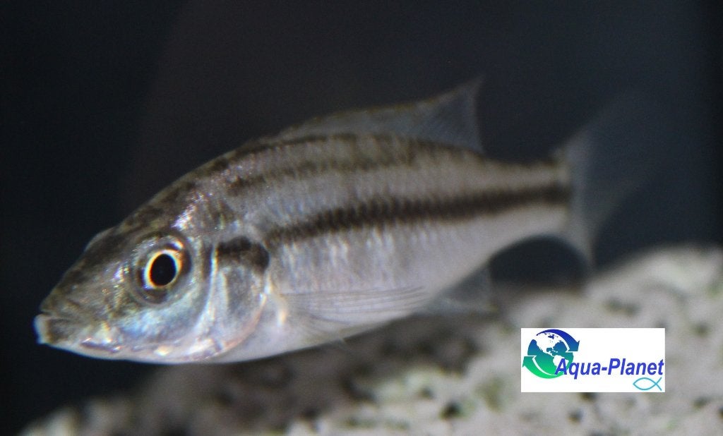 Haplochromis compressiceps, Dieren en Toebehoren, Vis, Zoetwatervis