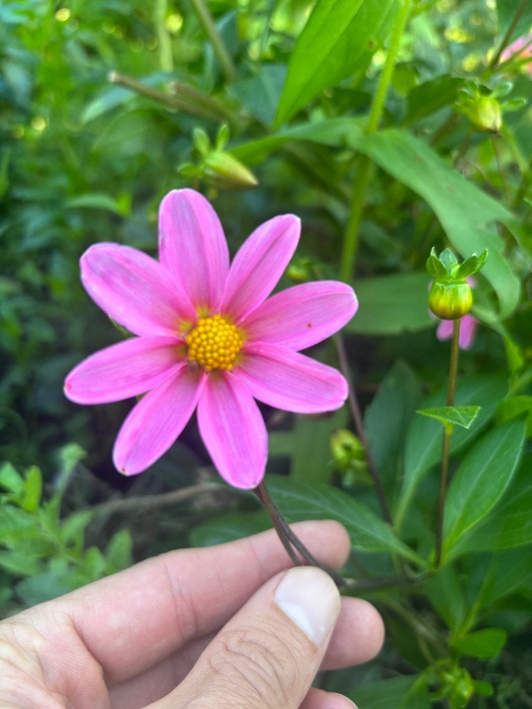 Dahlia 'Topmix Pink’, Ophalen of Verzenden, Voorjaar, Volle zon, Knol