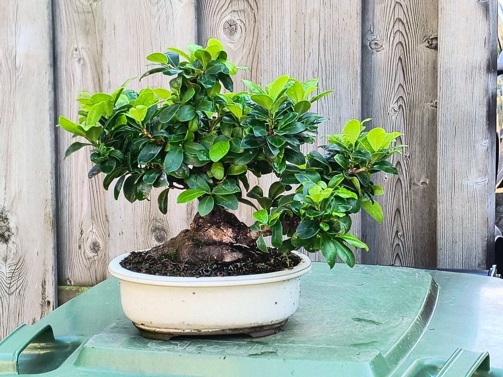 Diverse Ficus microcarpa bonsai, Ophalen, Overige soorten