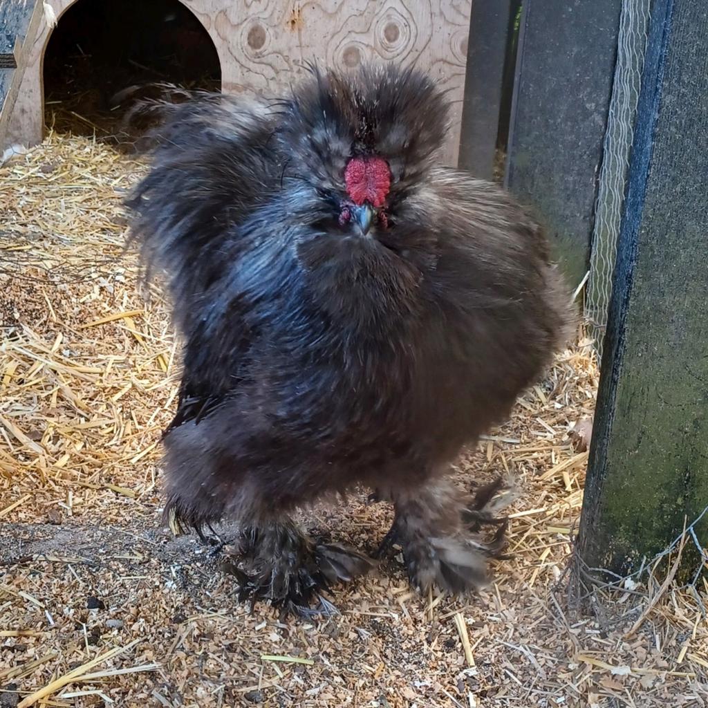 USA silkie haan, Dieren en Toebehoren, Pluimvee, Mannelijk, Kip